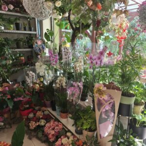 Kwiaty Doniczkowe Zielone i Kwitnące – Elegancja w Twoim Wnętrzu