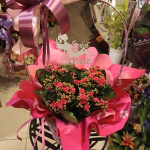 Kwiat doniczkowy kwitnący Kalanchoe duży