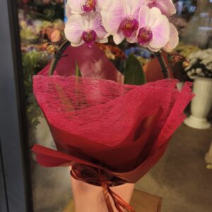 Orchidea (storczyk)kwiat doniczkowy kwitnący