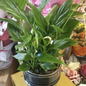 Kwiaty domowe skrzydłokwiat