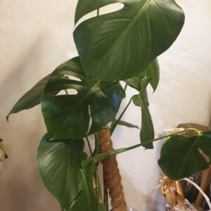 Kwiat domowy Monstera