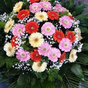 Wieniec gerbery duży