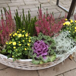 Stroik wiklinowa łódka