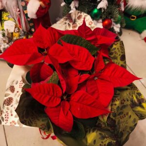 Gwiazda betlejemska w przybraniu